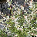 Vŕba japonská (Salix integra) ´HAKURO NISHIKI´ - výška 40-60 cm, kont. C15L